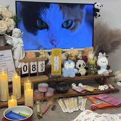 宠物家长客户见证
